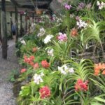 Mud Pools,Temple Sleeping Giants Gardens shopping markets &Lunch Ex Fiji Marriot - Final Thoughts