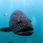 Muiron Islands Snorkeling in Exmouth - A Deep Dive into the Muiron Islands Snorkeling Tour