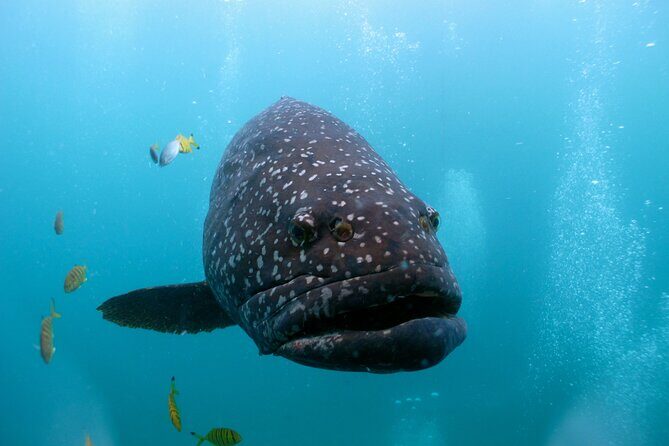 Muiron Islands Snorkeling in Exmouth - A Deep Dive into the Muiron Islands Snorkeling Tour