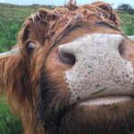 Multi Day Private Tour Of Scotland - The Sum Up