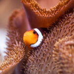 Munich: Day Ticket to Sea Life - Thematic Zones: From Local to Tropical Waters