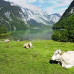 Munich: Private Lake Königssee & Salt Mine Tour with Lunch - Who Should Consider This Tour?