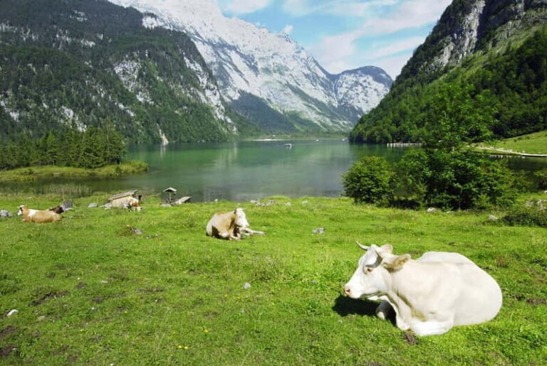 Munich: Private Lake Königssee & Salt Mine Tour with Lunch - Who Should Consider This Tour?