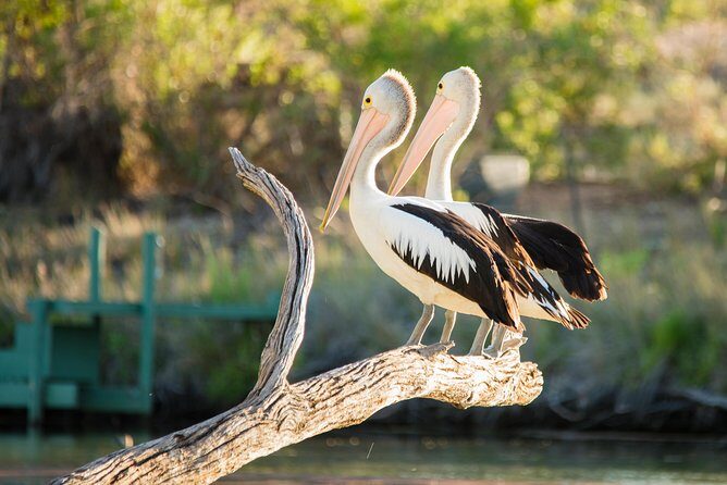 Murray River Day Trip from Adelaide Including Lunch Cruise aboard the Proud Mary - A Closer Look at the Murray River Day Trip from Adelaide