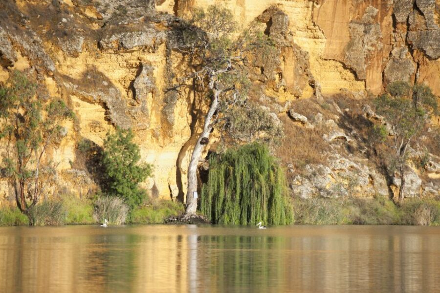 Murray River Highlights and Luncheon Cruise - The Murray River Cruise — A Slow, Scenic Journey