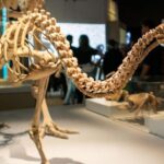 Museum of New Zealand Te Papa Tongarewa Entry Ticket - The Highlights: What You Won’t Want to Miss