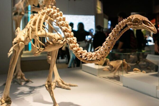 Museum of New Zealand Te Papa Tongarewa Entry Ticket - The Highlights: What You Won’t Want to Miss