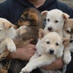 Mush Your Own Sled Dog Team (Summer/Fall Tour) - Why This Tour Is a Great Choice