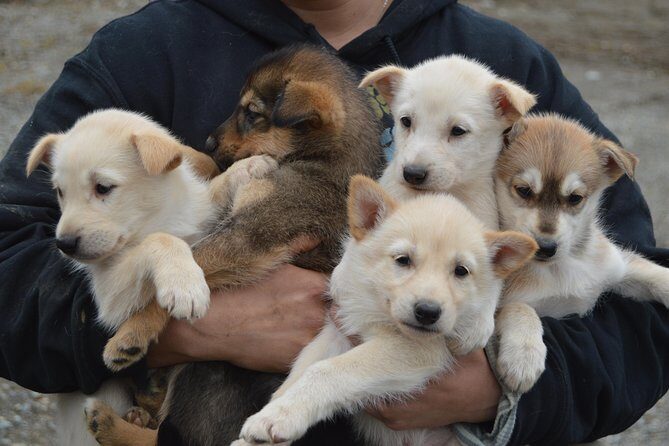 Mush Your Own Sled Dog Team (Summer/Fall Tour) - Why This Tour Is a Great Choice