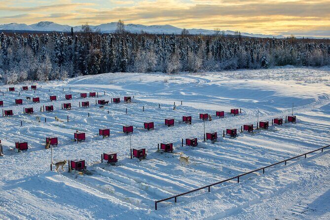 Mush Your Own Sled Dog Team (Winter Tour) in Talkeetna, Alaska - Why It Works Well for Travelers
