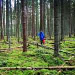 Mushroom picking in the forests near Riga - The Real Value of This Tour