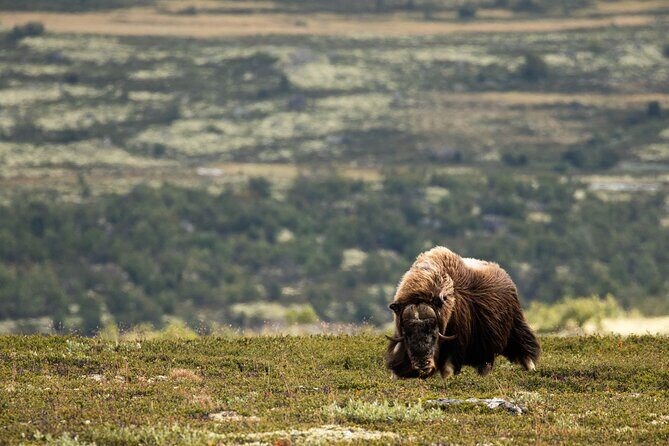 Muskox Safari from Hjerkinn | Dovre & Lesja Aktiv - An In-Depth Look at the Muskox Safari Experience