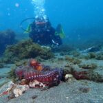 My First Scuba Dive into the Ocean from Terceira - Azores - The Itinerary Breakdown
