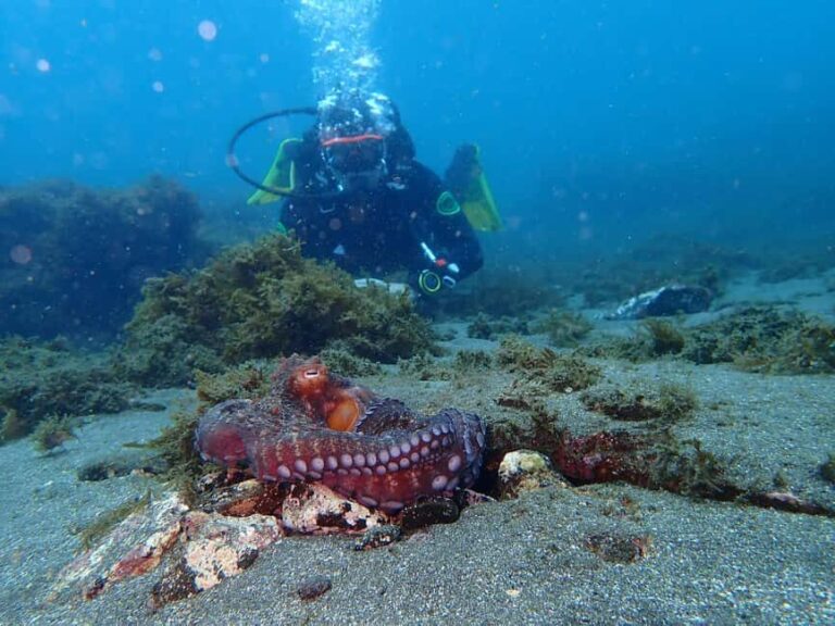 My First Scuba Dive into the Ocean from Terceira - Azores - The Itinerary Breakdown
