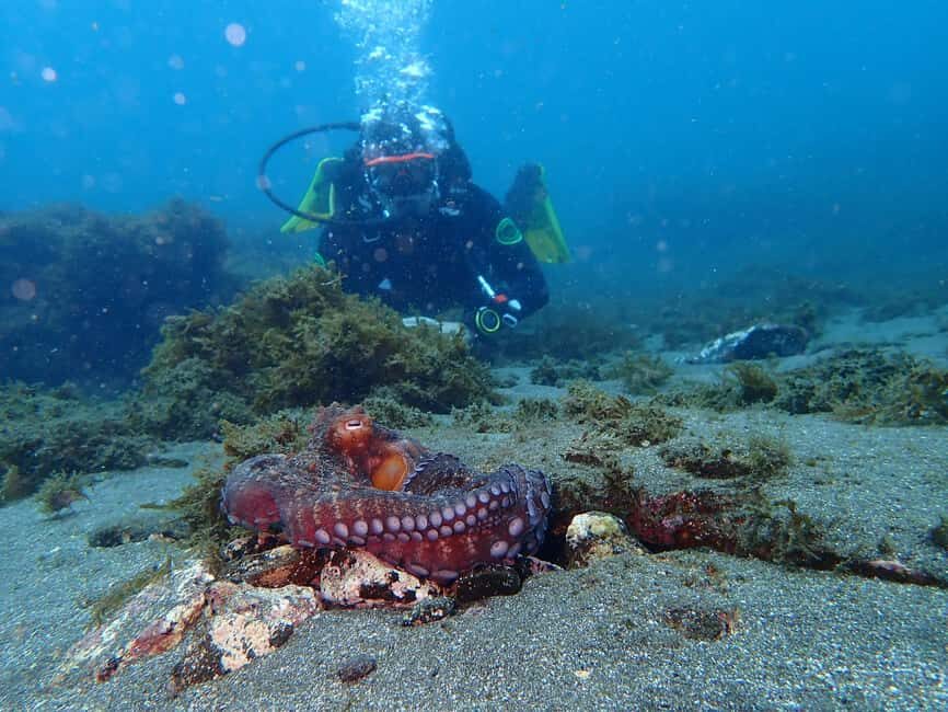 My First Scuba Dive into the Ocean from Terceira - Azores - The Itinerary Breakdown