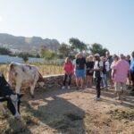 Mykonian Farm Experience - Practical Details and Value