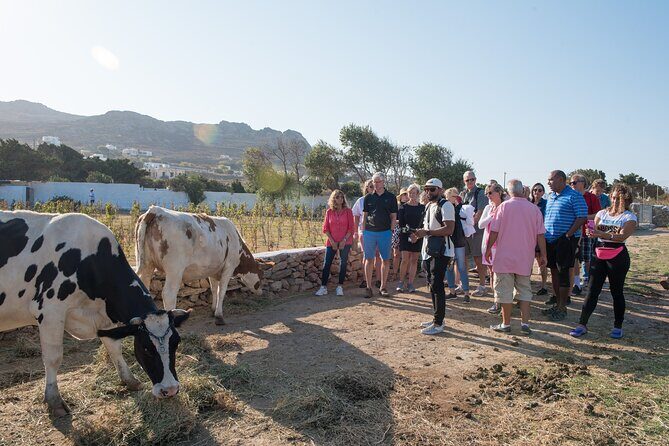Mykonian Farm Experience - Practical Details and Value