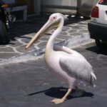 Mykonos: Cruise Ship Terminal Pickup & Sightseeing Tour - A Detailed Breakdown of the Tour Experience