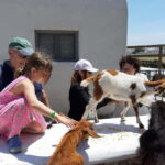 Mykonos Family Jeep Adventure: Farm, Winery and Beach Fun - Who Should Consider This Tour?