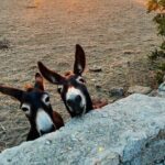 Mykonos Safari Island Tour - According To The Locals - What Travelers Say