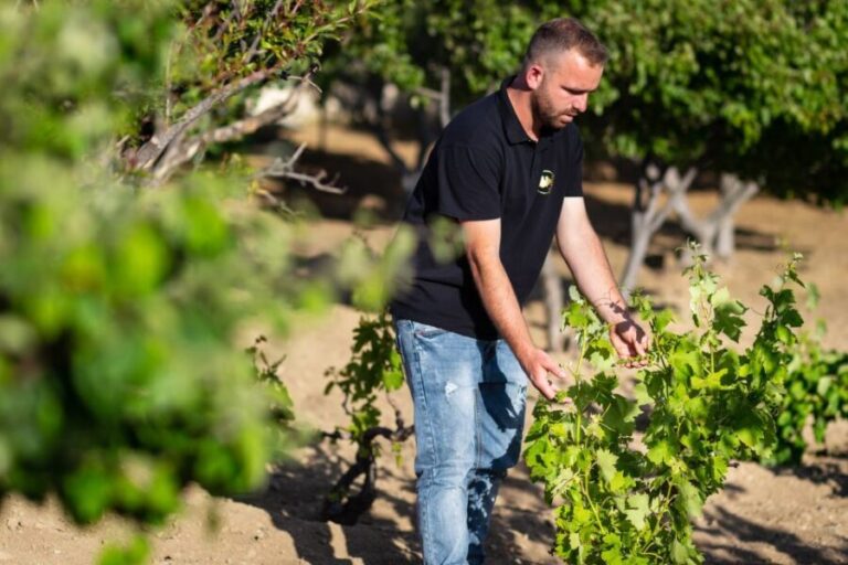 Mykonos: Winery Vineyard Experience with Food & Wine Tasting - A Detailed Look at the Vineyard Experience in Mykonos