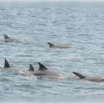 Myrtle Beach: Dolphin Cruise on the Sea Screamer - What to Expect at Each Stage