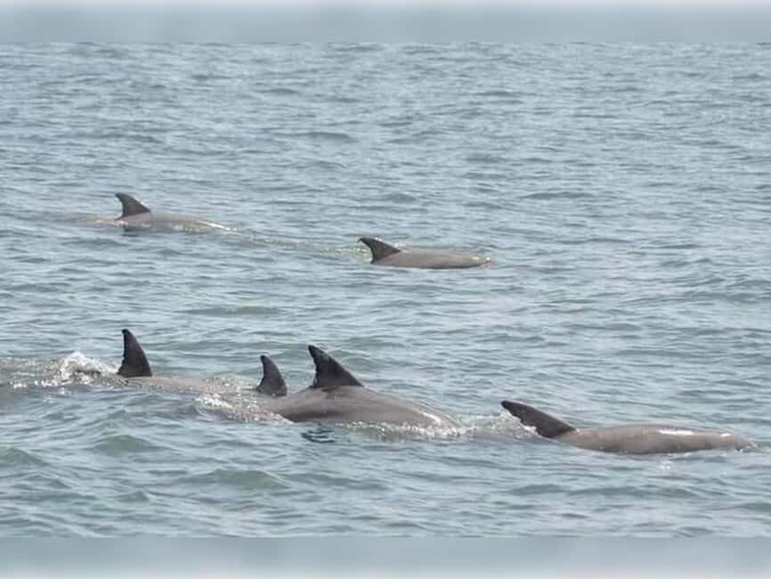 Myrtle Beach: Dolphin Cruise on the Sea Screamer - What to Expect at Each Stage