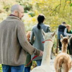 N. Ireland: Award Winning Guided Scenic Alpaca Trekking - What Makes This Experience Stand Out