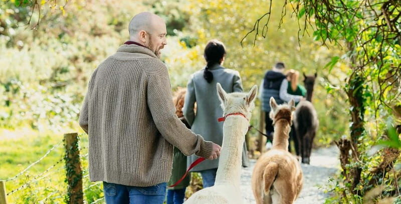 N. Ireland: Award Winning Guided Scenic Alpaca Trekking - What Makes This Experience Stand Out