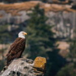 Nanaimo: Whale Watching Open Boat Tour - Who Will Love This Tour?