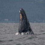 Nanaimo: Whale Watching Semi-Covered Boat Tour - Final Thoughts: Is It Worth It?
