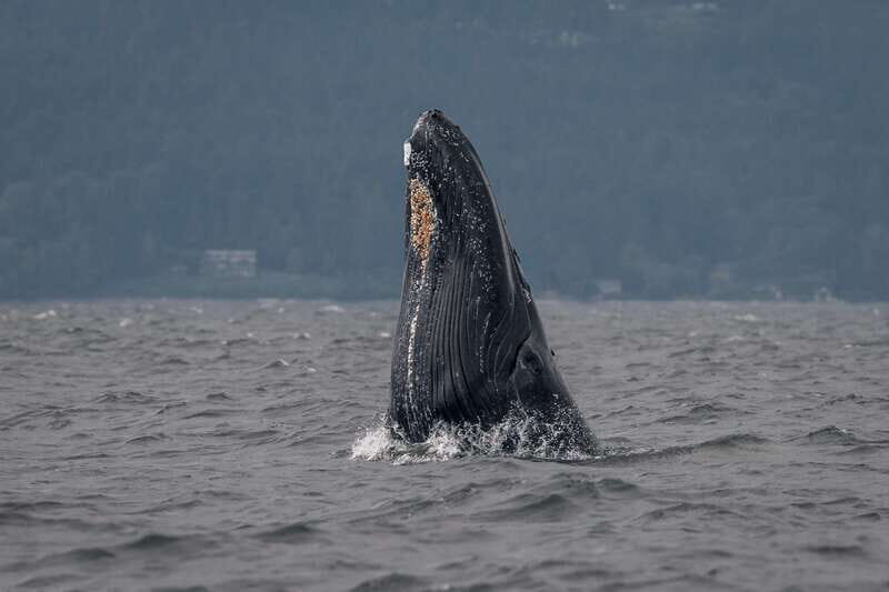 Nanaimo: Whale Watching Semi-Covered Boat Tour - Final Thoughts: Is It Worth It?