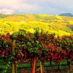 Napa & Sonoma Valley : Custom Wine Tour - An In-Depth Look at the Napa & Sonoma Custom Wine Tour