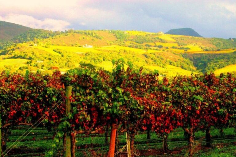 Napa & Sonoma Valley : Custom Wine Tour - An In-Depth Look at the Napa & Sonoma Custom Wine Tour