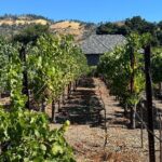 Napa Valley Luxury Wine Tours & Car Services - Analyzing the Value