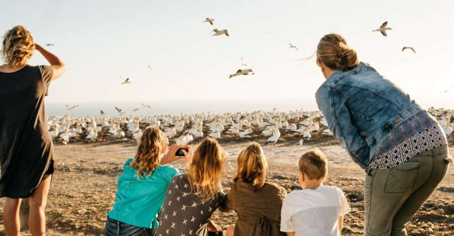 Napier: Cape Kidnappers Gannet, Nature & Sightseeing Tour - A Deep Dive into the Gannet Colony Experience