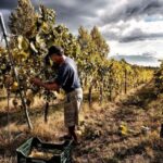 Naples: Mount Vesuvius Vineyard Tour w/ Lunch & Wine Tasting - Exploring the Vesuvius Vineyard Experience
