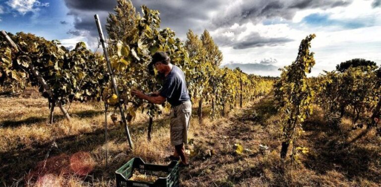 Naples: Mount Vesuvius Vineyard Tour w/ Lunch & Wine Tasting - Exploring the Vesuvius Vineyard Experience