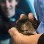 National Kiwi Hatchery - Kiwi Encounter Guided Tour - FAQs