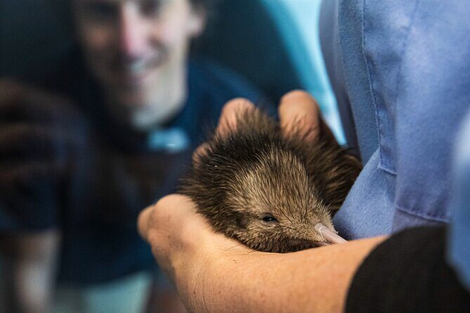 National Kiwi Hatchery - Kiwi Encounter Guided Tour - FAQs