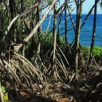 National Park Lava Cliffs and Black Sand Beach - An In-Depth Look at the Tour