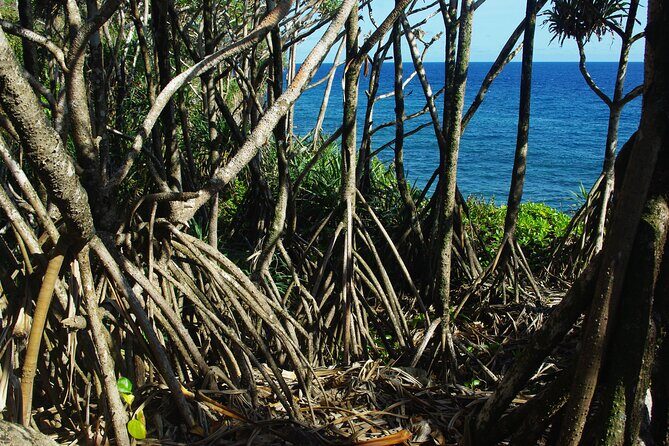 National Park Lava Cliffs and Black Sand Beach - An In-Depth Look at the Tour