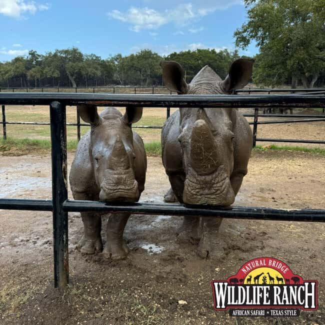 Natural Bridge Wildlife Ranch: Self-Guided Safari Drive-Thru - The Sum Up