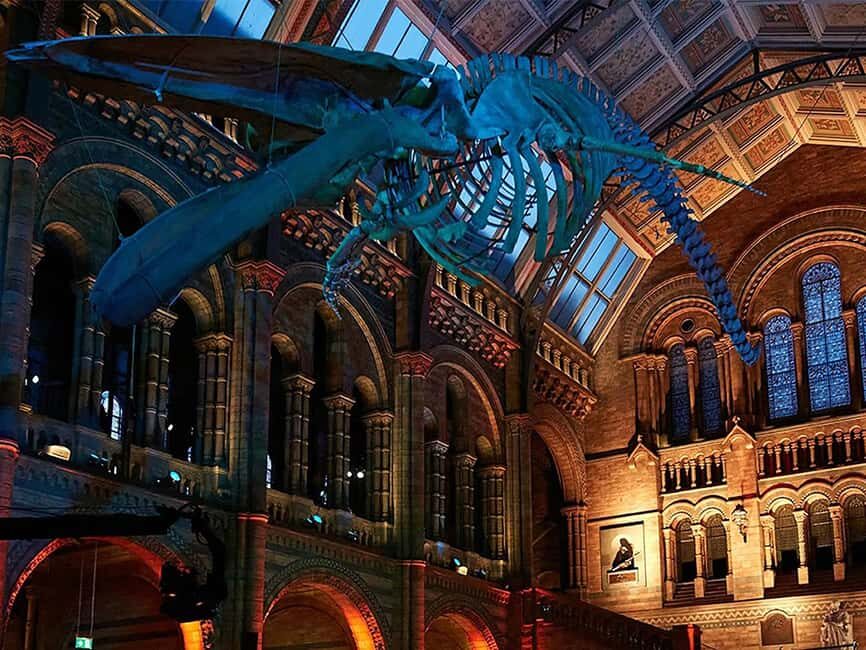Natural Museum: Butterflies, Gems, Dinosaurs Explored - Frequently Asked Questions