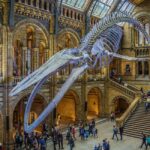 Natural Museum Tour: Volcanoes, Earthquakes, Blue Whale - A Close Look at the Experience