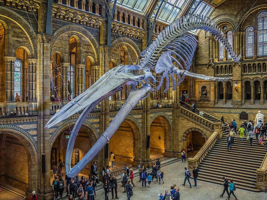 Natural Museum Tour: Volcanoes, Earthquakes, Blue Whale - A Close Look at the Experience