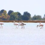 Nature Kayak Tour: Exploring Europes Largest Lagoon - Who Should Consider This Tour?