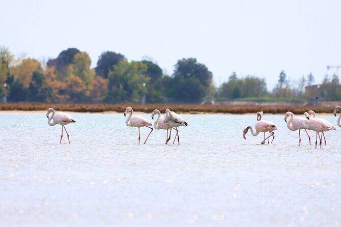 Nature Kayak Tour: Exploring Europes Largest Lagoon - Who Should Consider This Tour?