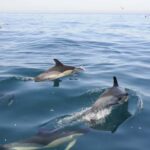 Nazaré: Dolphin Safari - The Sum Up: Who Is This Dolphin Safari Perfect For?