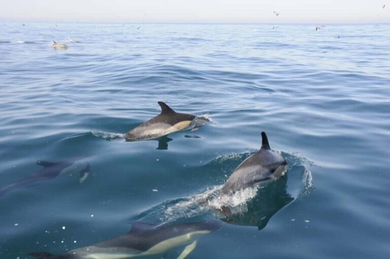 Nazaré: Dolphin Safari - The Sum Up: Who Is This Dolphin Safari Perfect For?